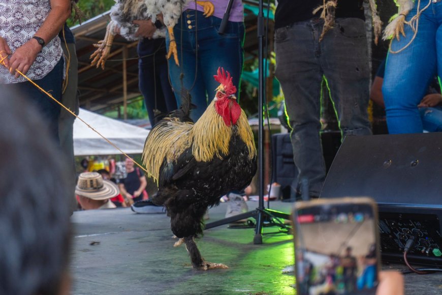 FERIA Y CONCURSO MUNDIAL DEL GALLO Y LA GALLINA ORNAMENTAL EN LA FLORIDA, PEREIRA, TODO UN ÉXITO