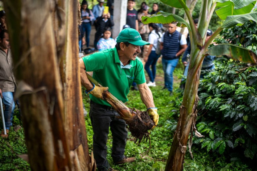 Gobernación apoya prácticas innovadoras que impulsan la producción de plátano de calidad